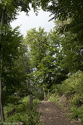 Aufstieg durch den Wald zur Velika Osojnica