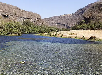 Kamele im Wadi Darbat