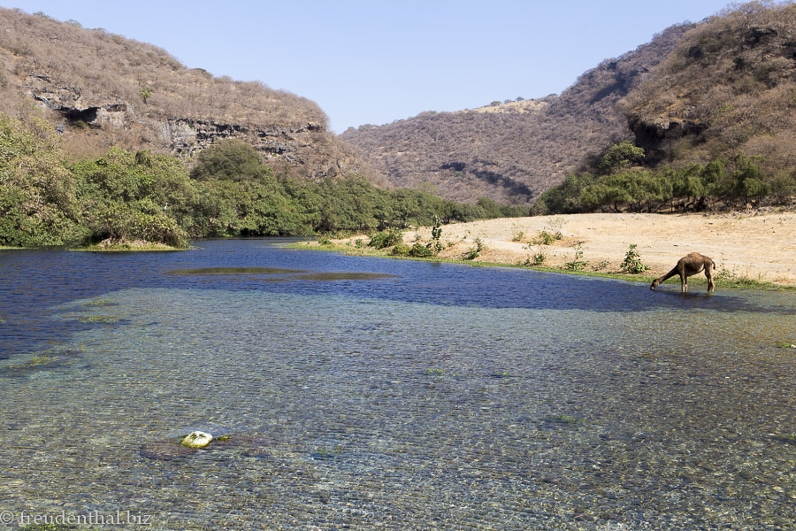 Dromedar trinkt am Flussufer im Wadi Darbat nahe Salalah im Oman