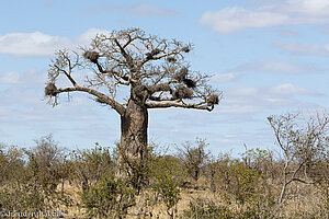 Baobab im Krüger Nationalpark