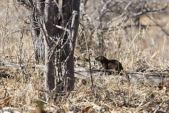 Schlankmanguste in der Nähe der Red Rocks im Kruger Nationalpark