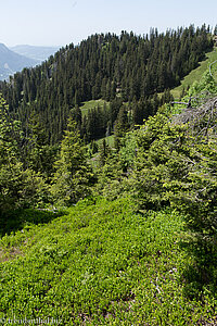 Wanderweg zur Zweifelgehren- und Oberen Schwandalpe