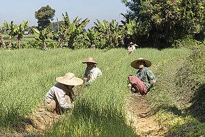 Zwiebelernte am Inle-See