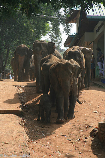 Elefant auf dem Weg zum Bad