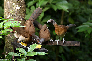 Graukopfguan (Ortalis cinereiceps)