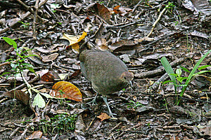 Huhn im Nationalpark Manuel Antonio