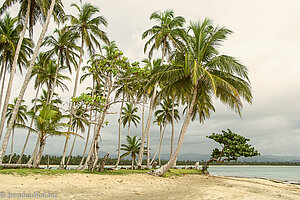 Strand mit Palmen