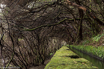 Wanderweg zu den 25 Quellen von Madeira