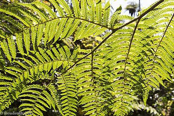 Baumfarn im Foret de Bérbour - Takamaka-Schlucht