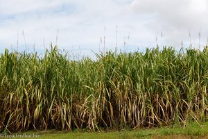 Zuckerrohrfelder begleiten auf Mauritius viele Wege