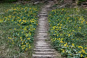 Feuchtwiese mit Sumpfdotterblumen im Chräzerenwald