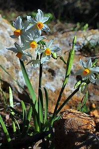 Narzissen (Narcissus)