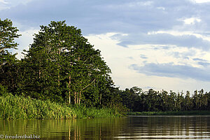 Kinabatangan River bei Sukau