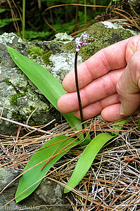 Wilde Orchidee nahe Garachico