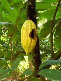 Kakaobohne mit Loch und 1000 kleinen Fliegen