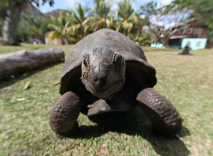 Riesenschildkröten auf der Insel Curieuse
