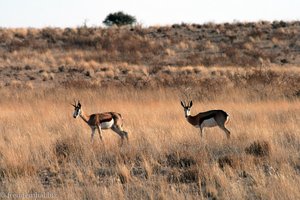 Springbok-Antilopen