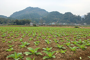 Tabakplantage in Cao Bang, Vietnam