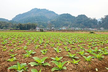 Tabakplantage in Cao Bang, Vietnam