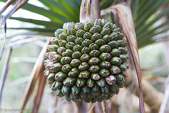 Pandanus auf La Réunion