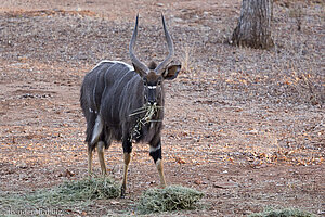 Njala in der African Extreme Safaris bush lodge