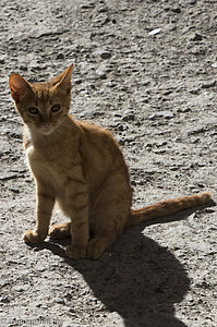 Eine Katze in der Cueva Candelaria