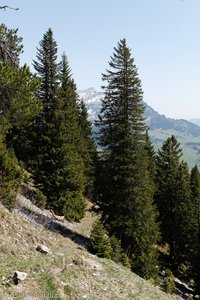 Bergweg nach Ober Furgglen
