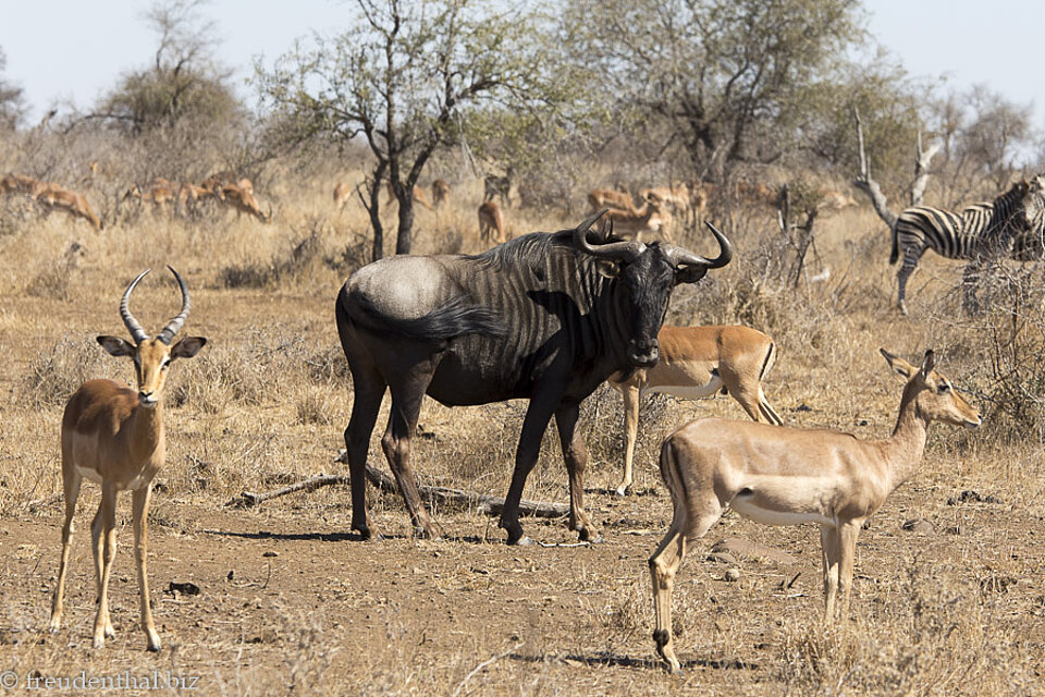 Gnu im Kruger Nationalpark in Südafrika