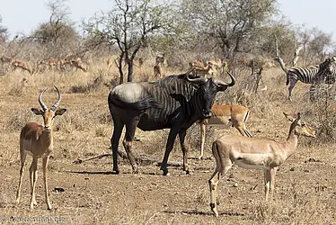 Gnu im Krüger Nationalpark