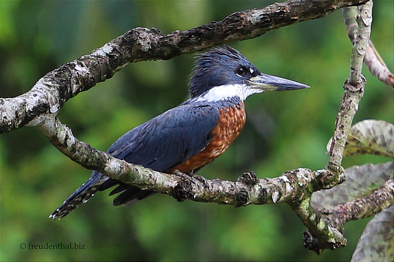 Rotbrustfischer - Megaceryle torquata
