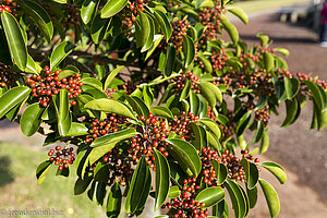 Früchte des Ilex rotunda