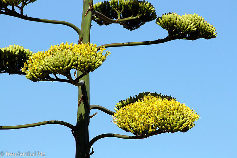 blühende Agave im Rif-Gebirge