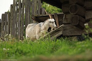 Ziege auf dem Dach