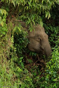 Borneo-Elefant im Dickicht des Kinabatangan