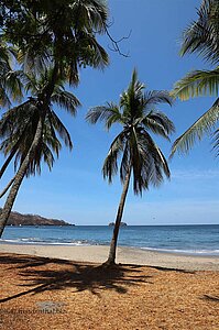 Noch mehr Palmen an der Playa Hermosa