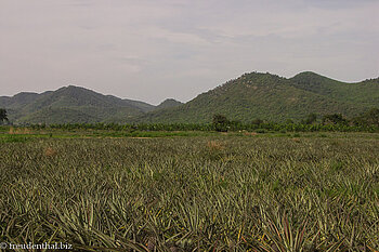 Blick über das Ananas-Feld auf die Berge Thailands.