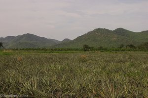 Blick über das Ananas-Feld auf die Berge Thailands.
