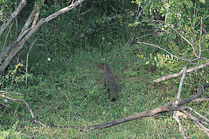 Mungo im Nationalpark Yala West