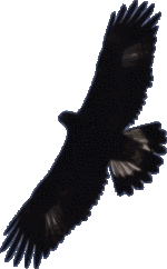 Junger Steinadler (Aquila chrysaetos)