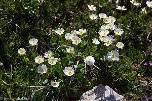 Zweilappiger Hahnenfuß (Ranunculus bilobus)