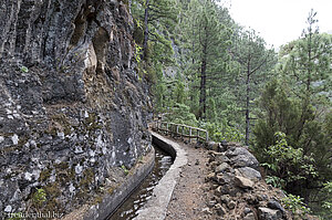 Entlang der Levada durch den Kiefernwald