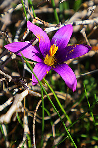 Scheinkrokusse - Romulea rosea