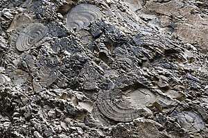 Fossilien beim Bachbett der Avakas-Schlucht