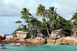 Palmen auf Île St. Pierre