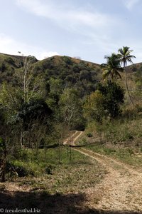 Mot Mot Trail auf Tobago