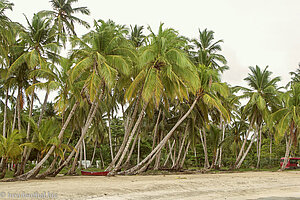 Palmen am Strand