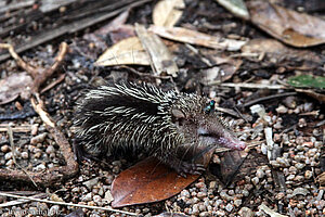 Tenrec (Tenrec ecaudatus) im Vallée de Mai