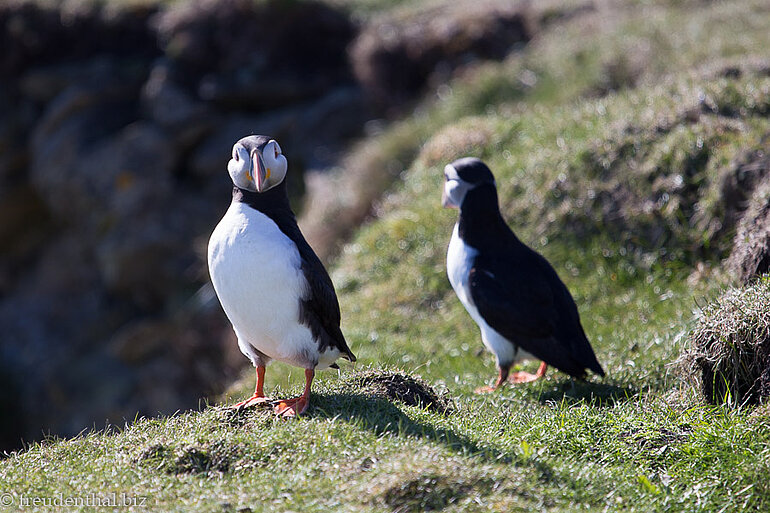 Papageitaucher watscheln neugierig am Sumburgh Head