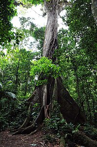 Der El Ceibo - Kapokbaum - geschätzt 400 Jahre