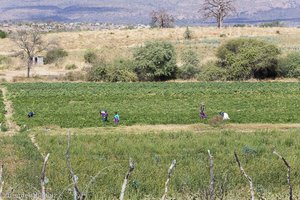 Feldarbeiterinnen bei Tshipise - Südafrika
